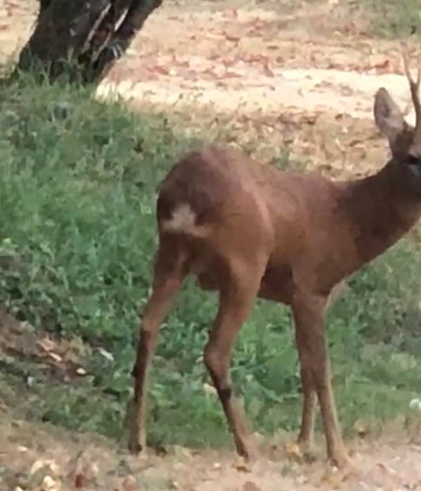 Un chevreuil devant la maison