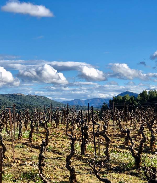 randonnée dans le vignoble en hiver de Montséret depuis les Gites Corbieres