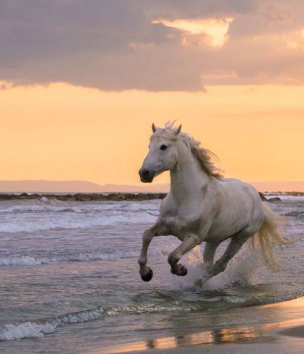 20250505_camargue_1423-1536x1024
