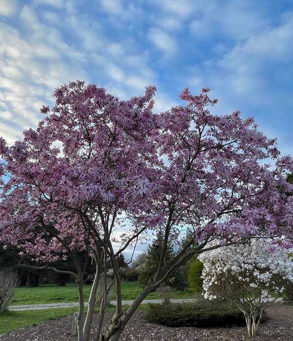 magnolias-en-fleurs-printemps-parc-maison-vacances-baden-golfe-du-morbihan-bretagne