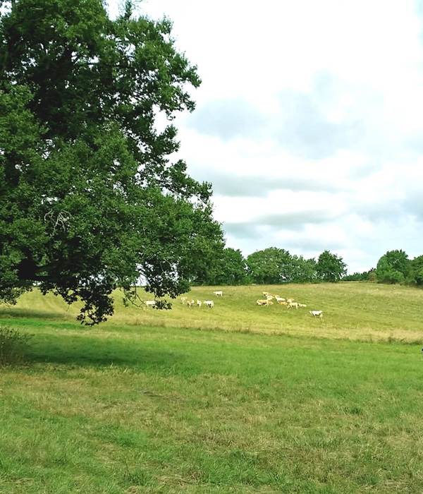 Le pré du Domaine : chênes séculaires, verger, biches et étoiles