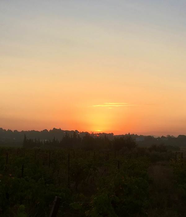 lever de soleil à la vigne