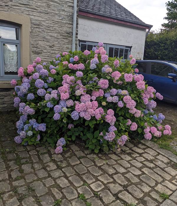 Hortensia devant la maison