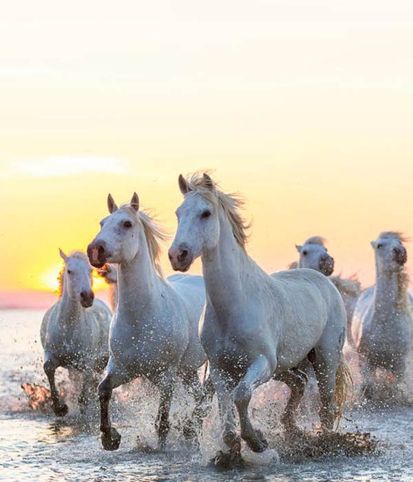 camargue-white-horses-running-in-water-peter-adams