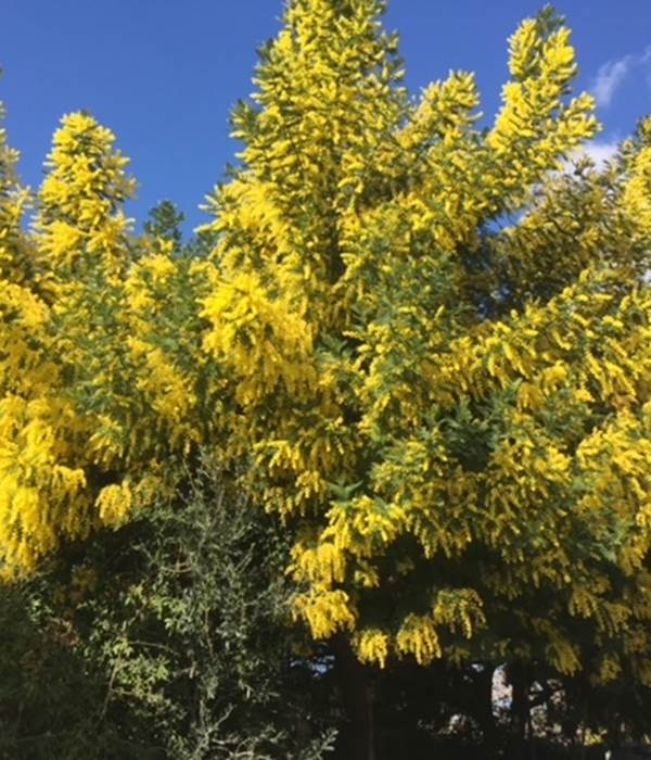 Mimosa en fleurs
