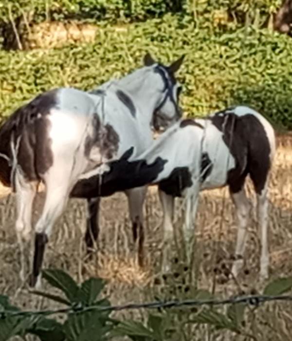 rencontre suite à une balade autour du gîte