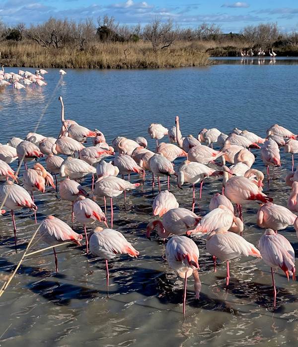 Flamants roses marcelle en camargue