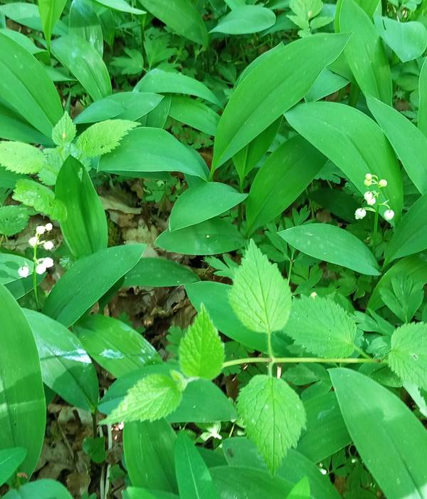 Muguet déjà présent le 25 avril 26