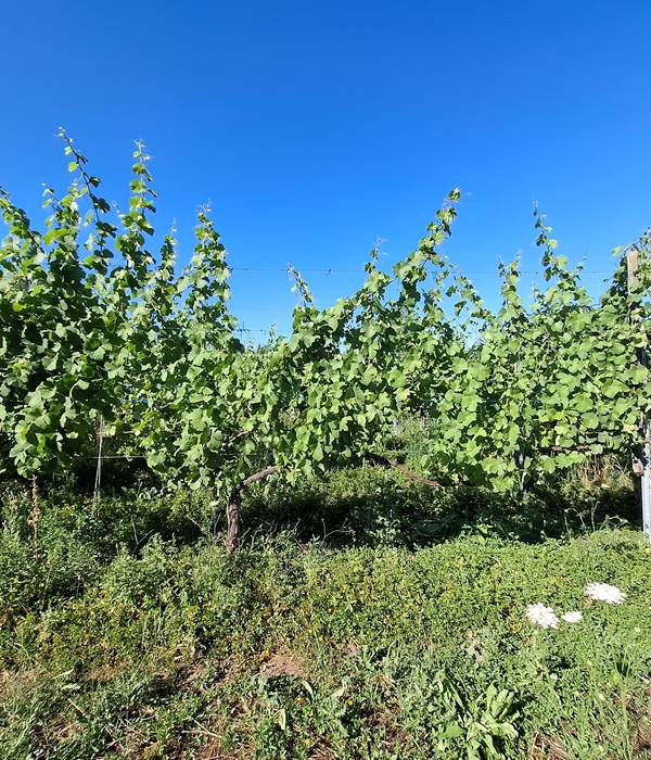 sylvaner