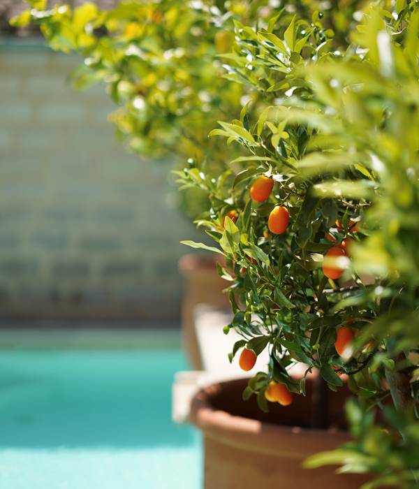 Pot ravel qui accueille kumquats au bord de la piscine