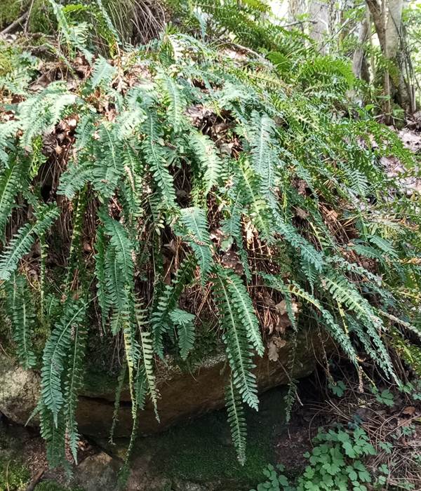 fougère dans son pot naturel en pièrre