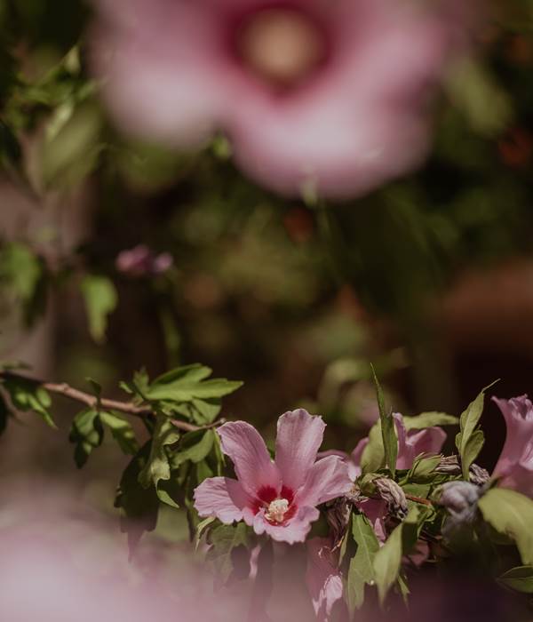 divers fleur 2