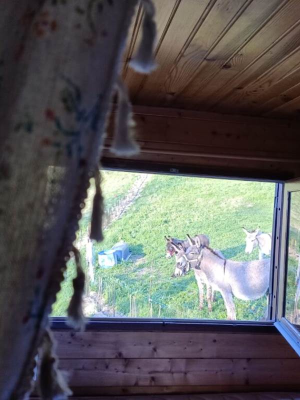 Vue de la fenêtre de la chambre (psst, pas d'inquiétude, les ânes ne dorment pas sous votre fenêtre, ils sont rentrés chaque soir).-gallery-offer