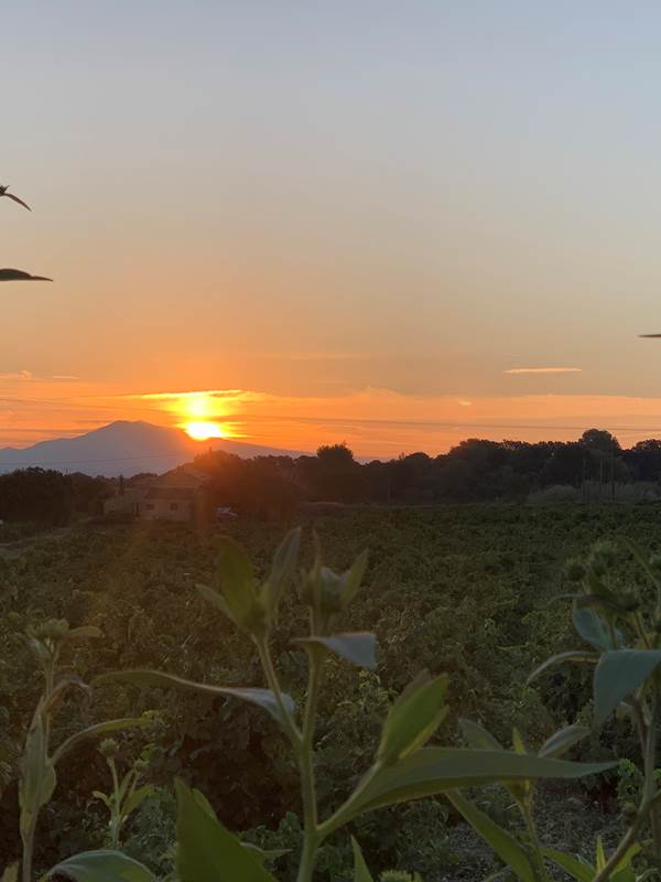 Lever de soleil vu du gîte sur les vignes et le Mont Ventoux-gallery-offer
