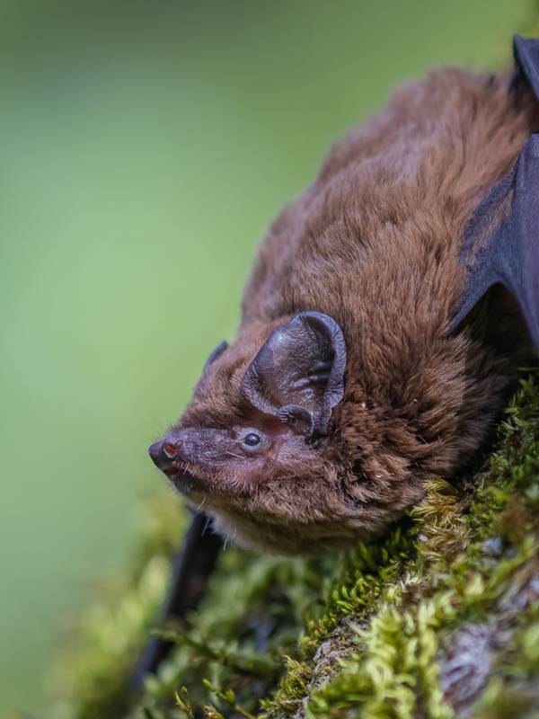 Chauve-souris pipistrelle-gallery-offer