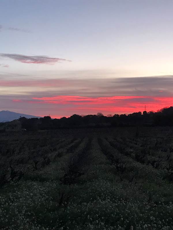 Lever du soleil vu du gîte sur les vignes et le Mont Ventoux-gallery-offer