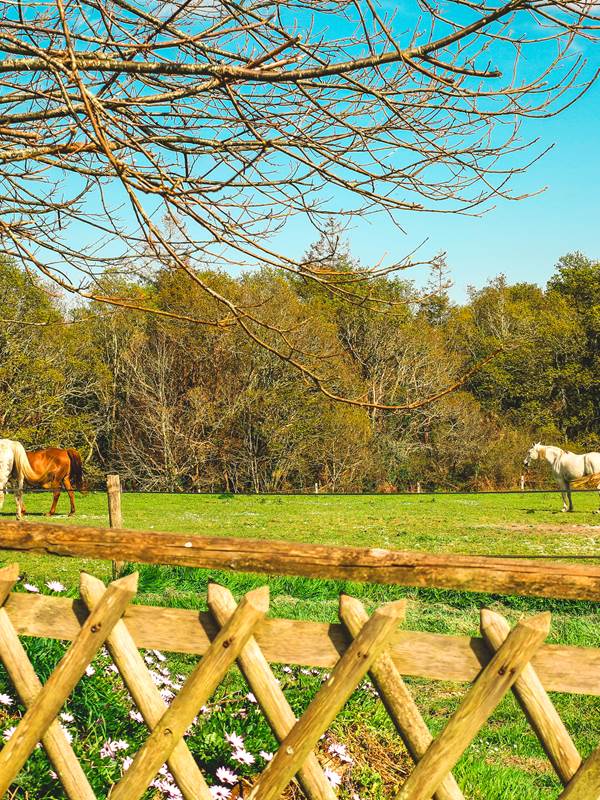 Côté Sud : Jardin clôturé avec vue sur les chevaux-gallery-offer