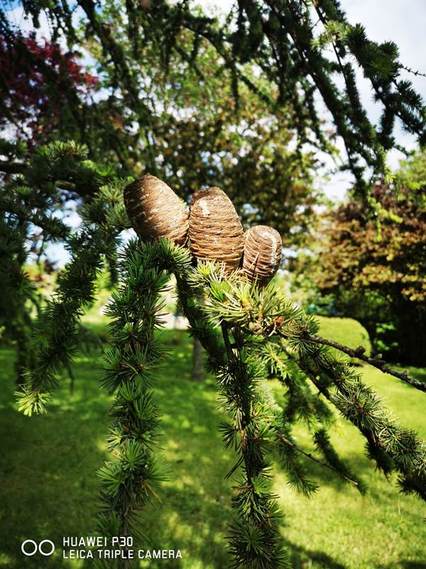 Le cèdre magnifique du jardin-gallery-offer