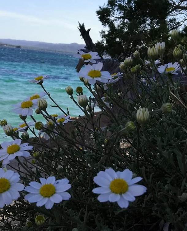 fleurs-sauvages-plage-benedettu