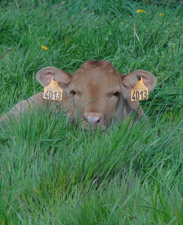 Le bonheur est dans le pré