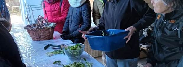 ateliers plantes sauvages