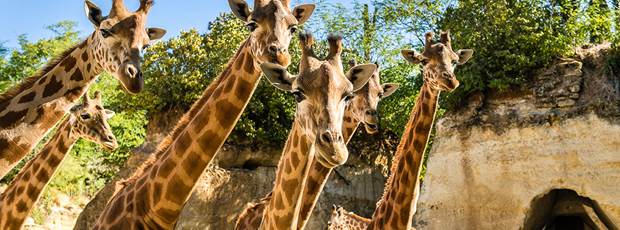 5-Girafes © Bioparc - S. Gaudard