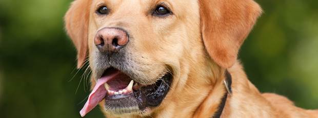 labrador-retriever-1210559_1280