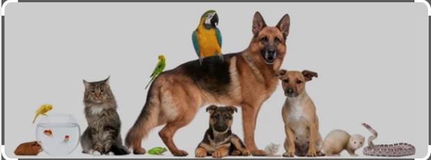 lepetitbois46_photo animal domestique