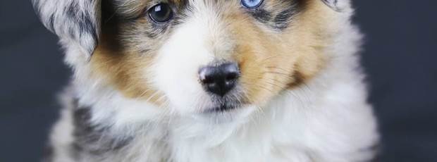 chien