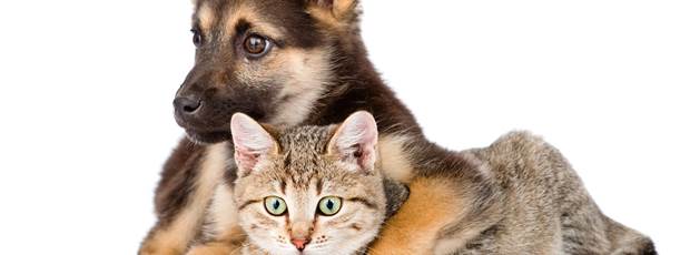 domainedepelouaille_chien chat