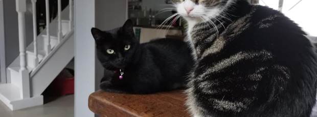 AR-LITORIENN-Chambre-d'Hôte-à-Paimpont-animaux-de-compagnie