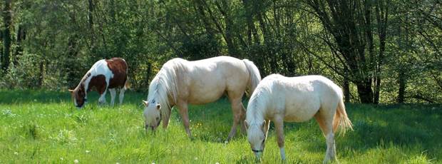 Domaine du Gué du Roi Nourrir les Chevaux