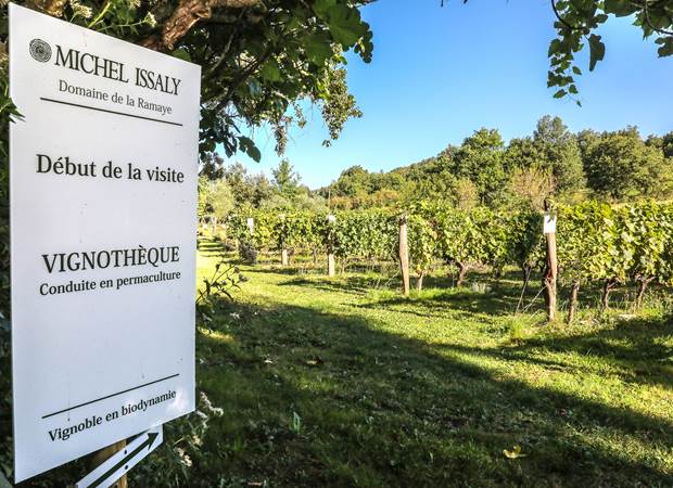 Visite dans la vignothèque.