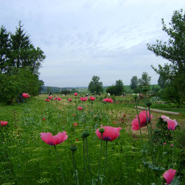 DSC00248