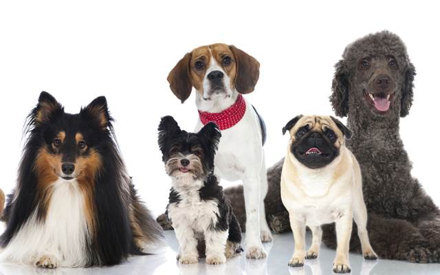 photo_animaux_de_compagnie