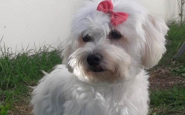 Chien de moins de 5 Kg