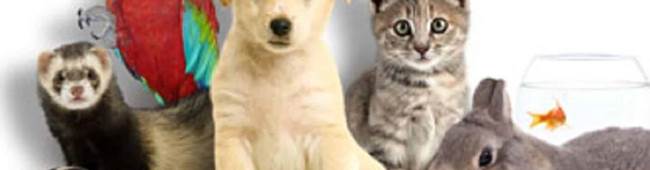 animaux-de-compagnie-en-france