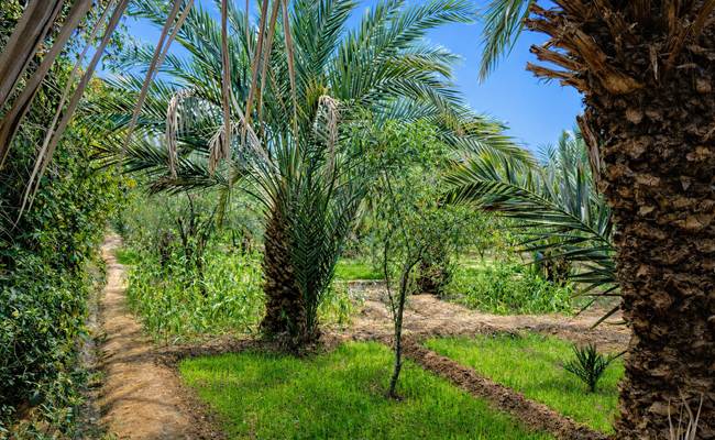 La palmeraie de Hassilabied