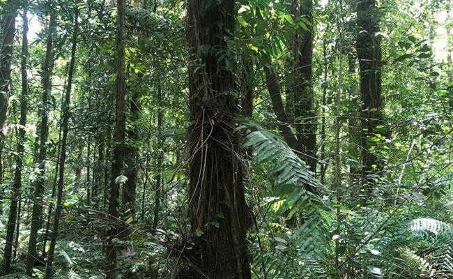 foret tremblet