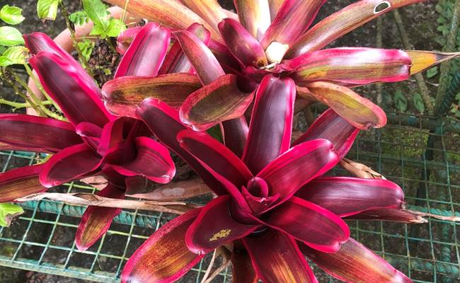 Plantes colorées