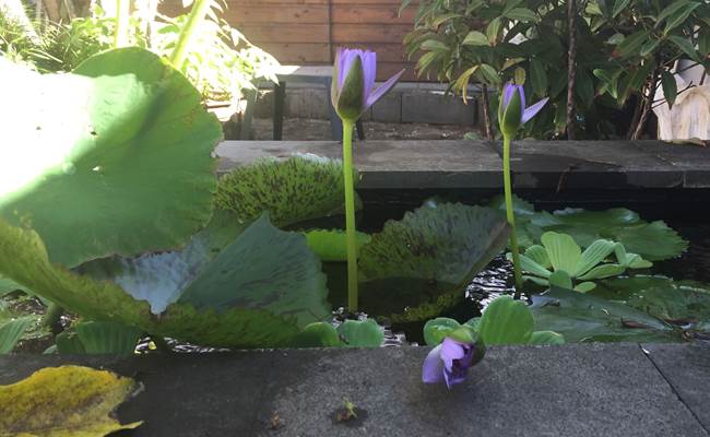 Nénuphars en fleurs