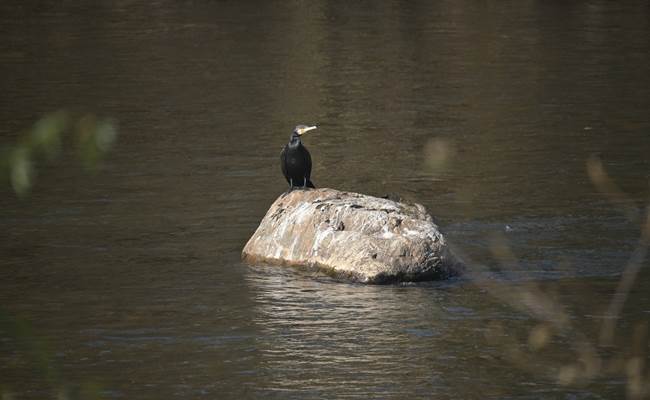 Aalscholver - Cormoran - Kormoran - Cormorant