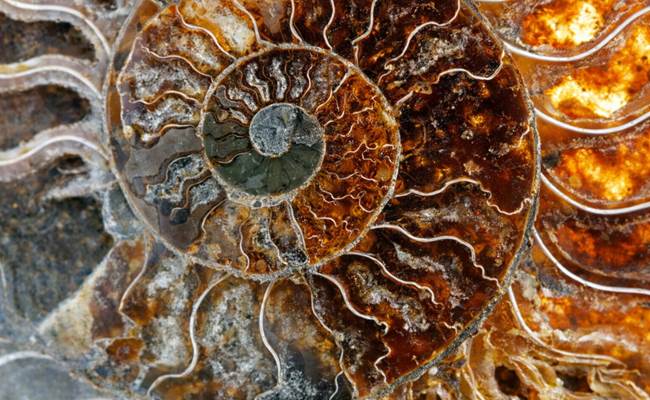 Une belle ammonite