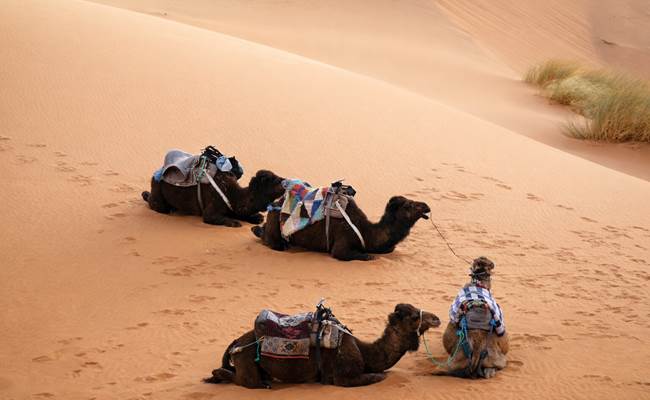 Le repos des dromadaires