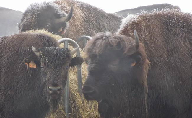 Les bisons de Recogne