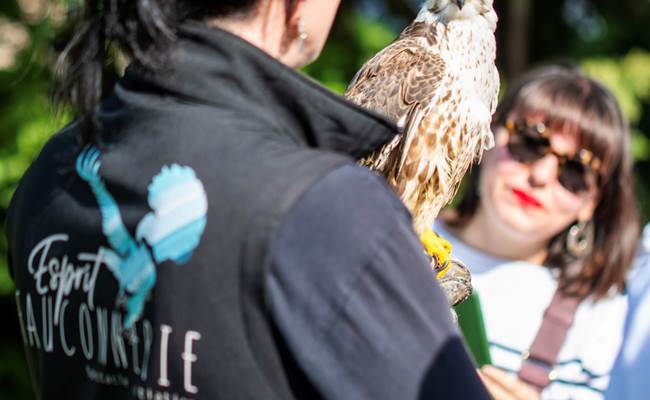 Présentation des oiseaux