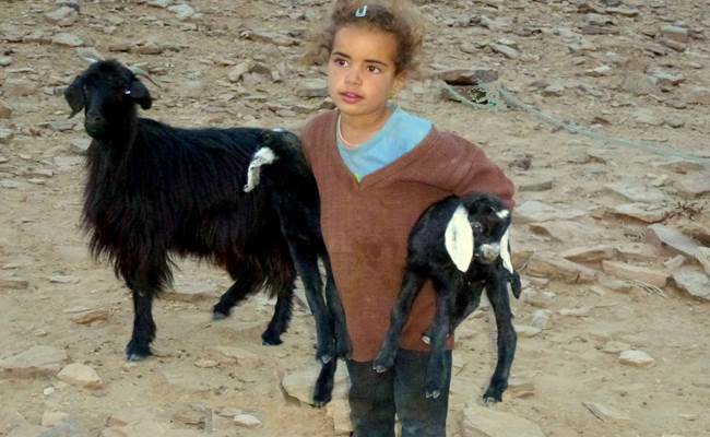 Petite fille nomade avec ses chèvres