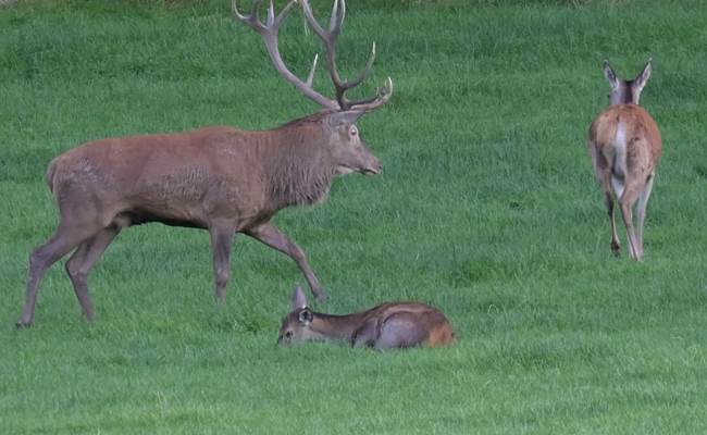 Herten brullen - Brame du cerf - Hirschbrüllen - Deer bellow