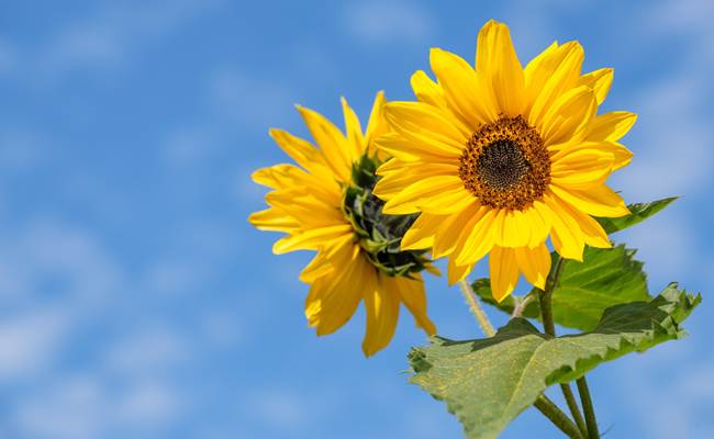 Maison Manechal Tournesols de Monfaucon