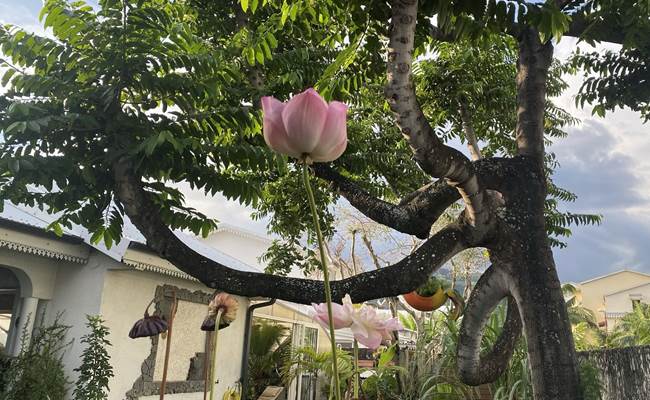 Ylang ylang